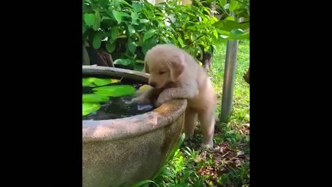 Cutest Puppy & Kitten Moments That Will Melt Your Heart