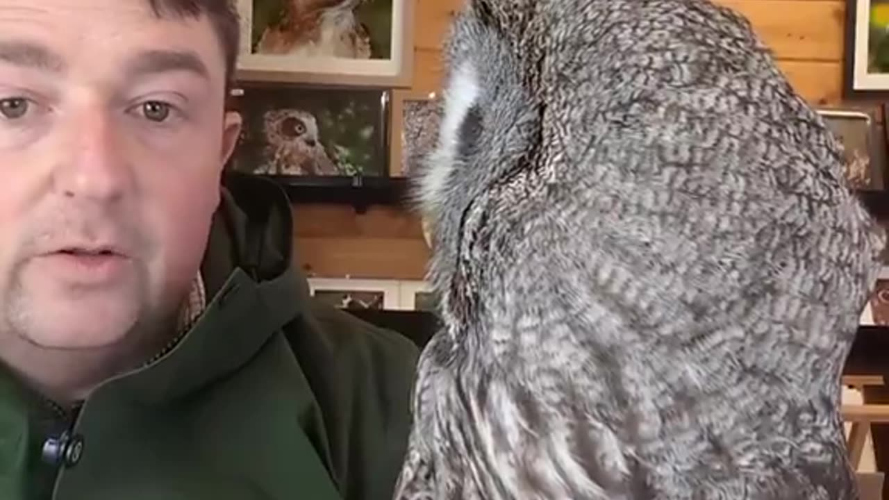 Meet Shadow the Great Grey Owl!