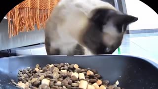 😂🐍 You Won't Believe This Cat Feeding His Green Snake! | FunFM