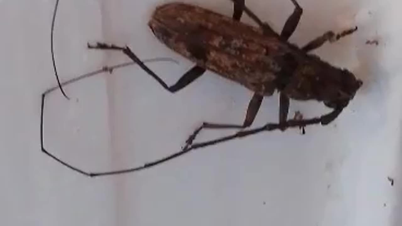 Longhorn Beetle