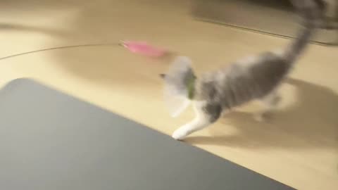 The game of cute cats
