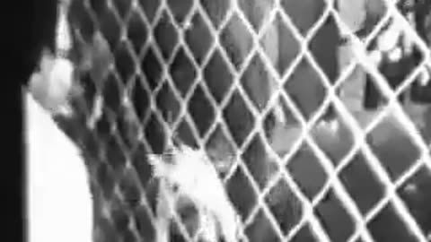 Dogo argentino field trial, San Juan 1977
