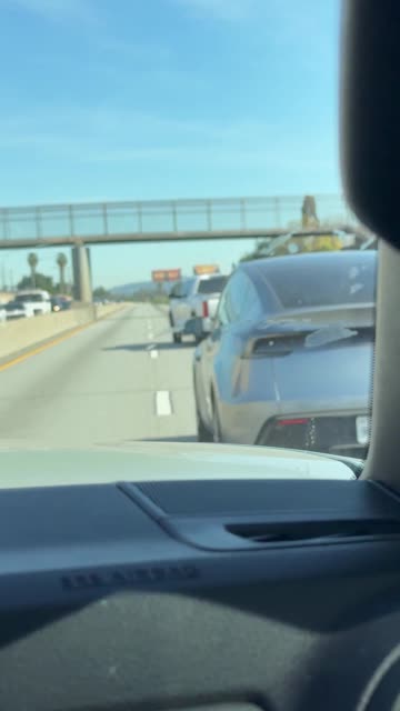 Loose Dog on the Freeway