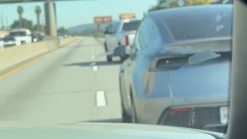 Loose Dog on the Freeway