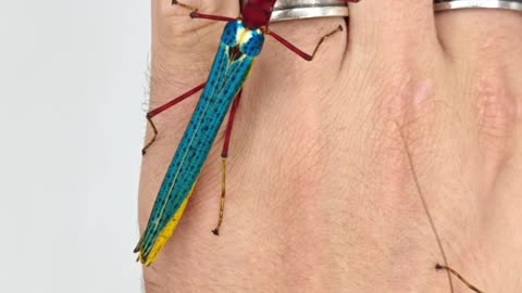 Colorful Stick Insects