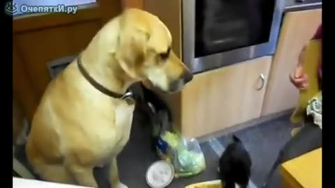 Funny dogs