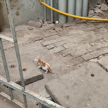 Baby paws searching for meal