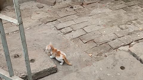 Baby paws searching for meal