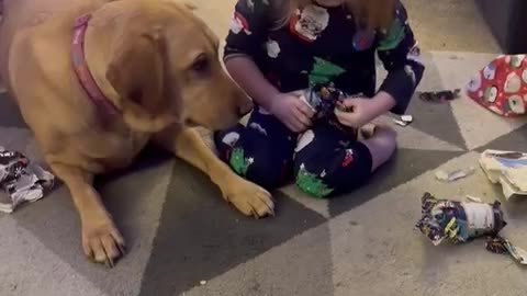 Family dog helps little girl unwrap Christmas presents