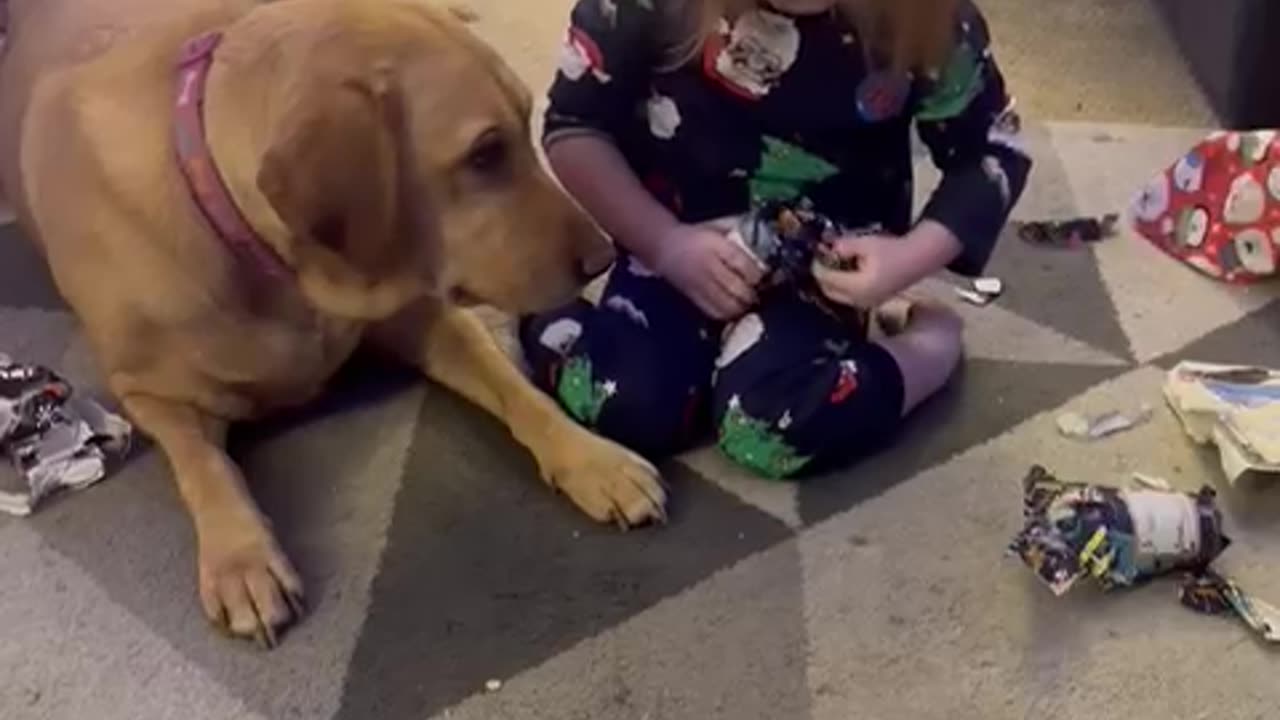 Family dog helps little girl unwrap Christmas presents