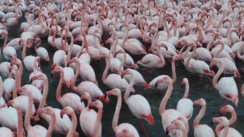 Flamingos Gather During a Snowfall