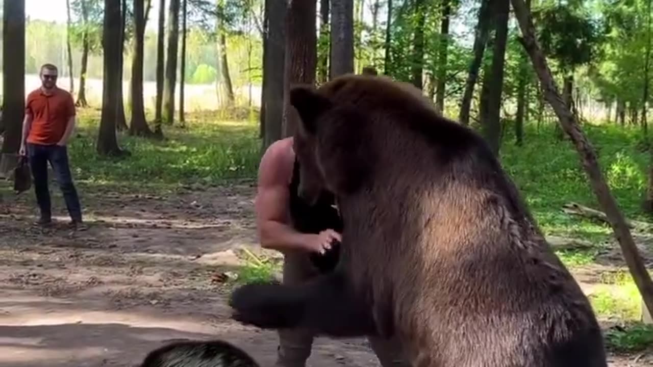 Wrestle with the bear