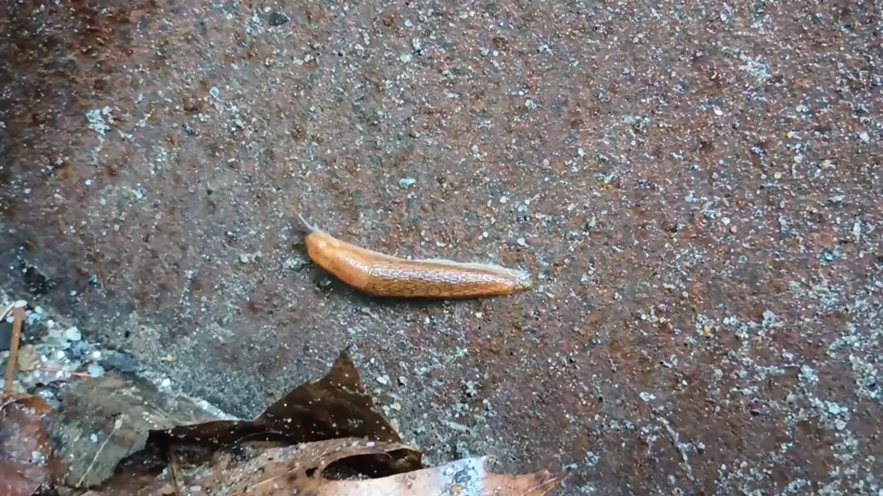 Slug