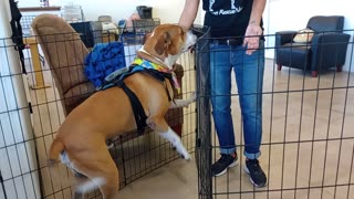 Goliath 5y A830498@TRN, in foster, needs 2 be adopted He adores being with his foster mom20251005628