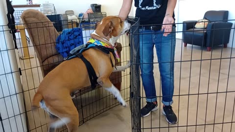 Goliath 5y A830498@TRN, in foster, needs 2 be adopted He adores being with his foster mom20251005628