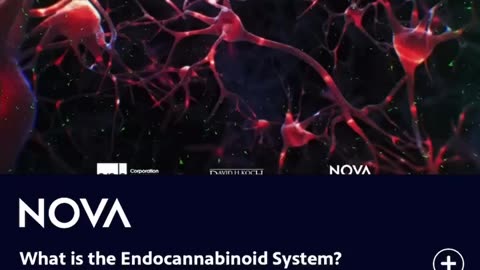 What is the Endocannabinoid System?