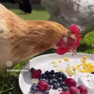 Better get some improvement in egg production