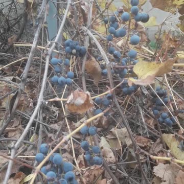 Late grapes