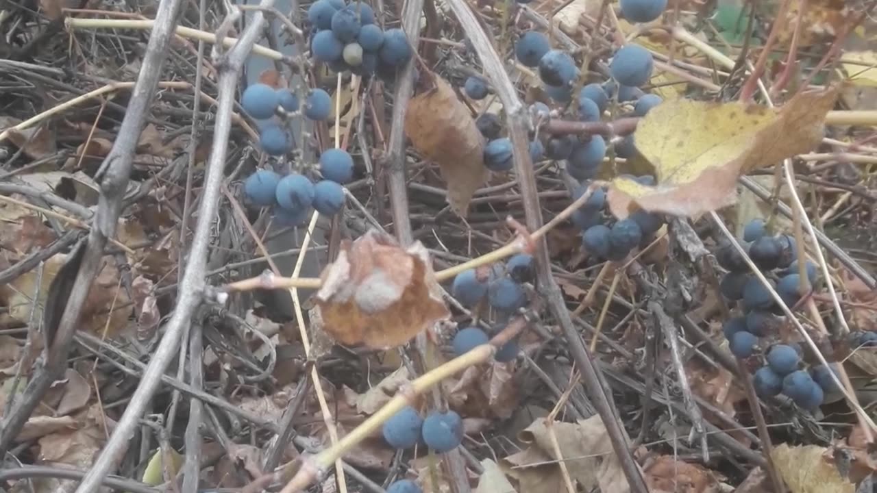 Late grapes