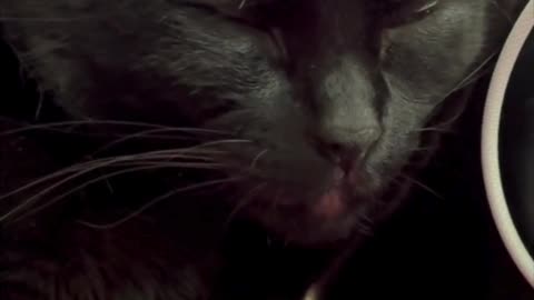 Cute Precious Piper is an Asleep Lap Cat - My Adopted Shelter Cat Vlog. #shorts