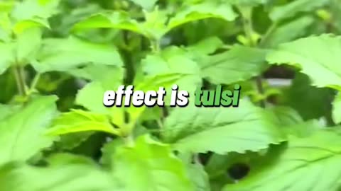 Nature’s Most Powerful Herbs