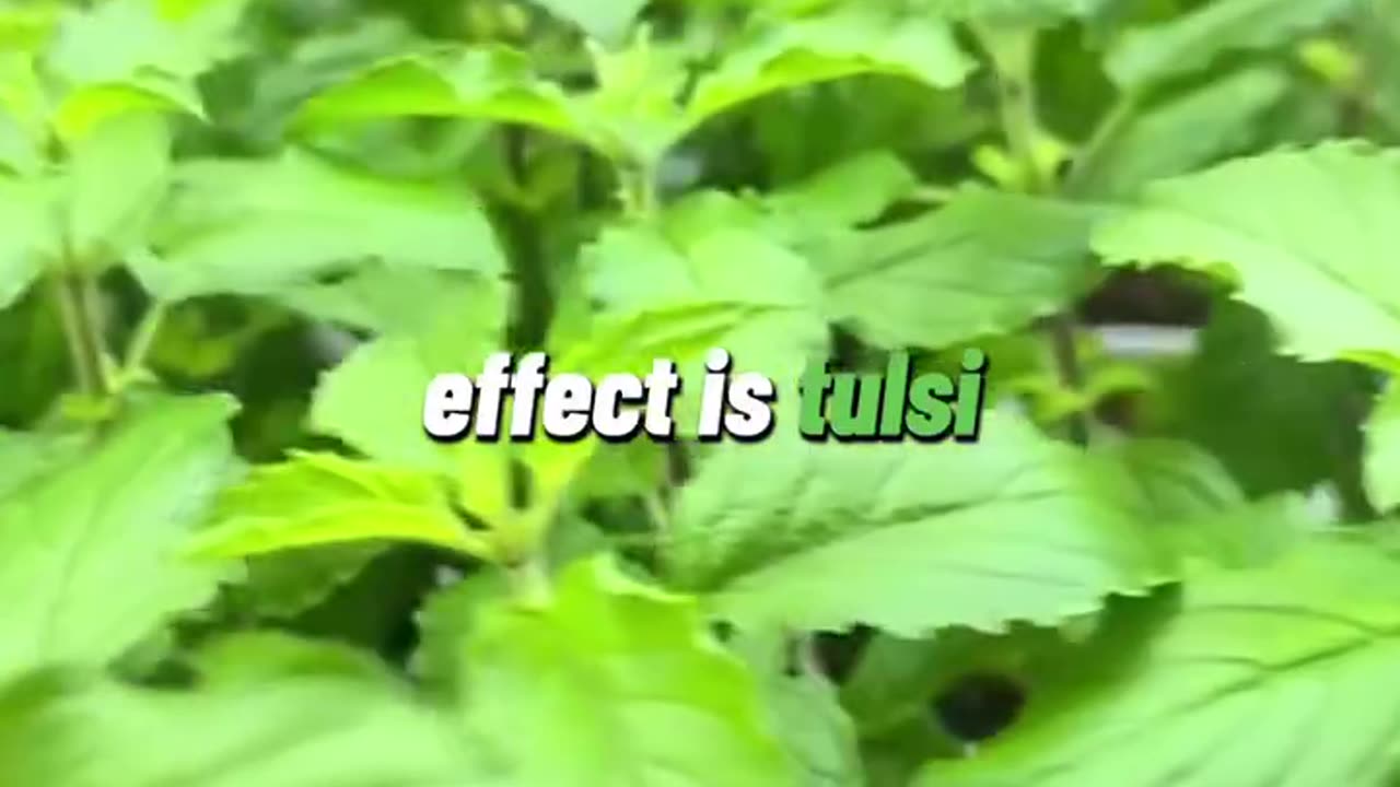 Nature’s Most Powerful Herbs