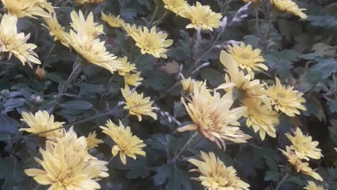 Sea of ​​Yellow Chrysanthemums