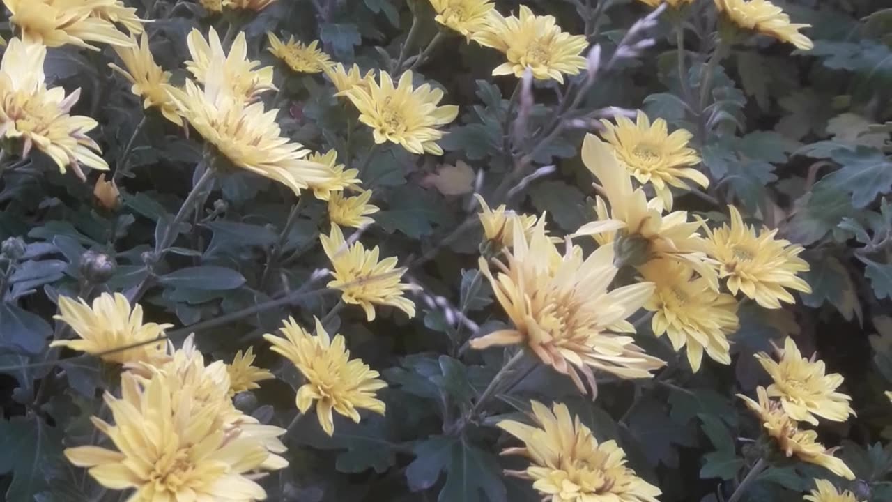 Sea of ​​Yellow Chrysanthemums