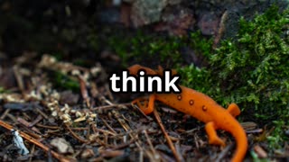 🦎🏺🌿🌊 Japanese Giant Salamander A Rare and Ancient Amphibian 🦎