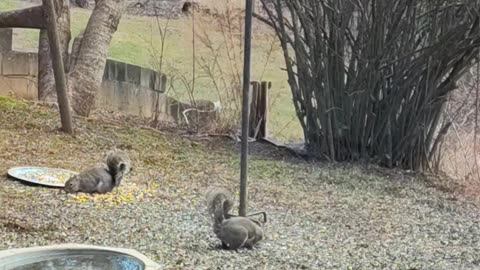 Squirrels'meal time: Some days I have 8-10 squirrels and a bunch of beautiful birds