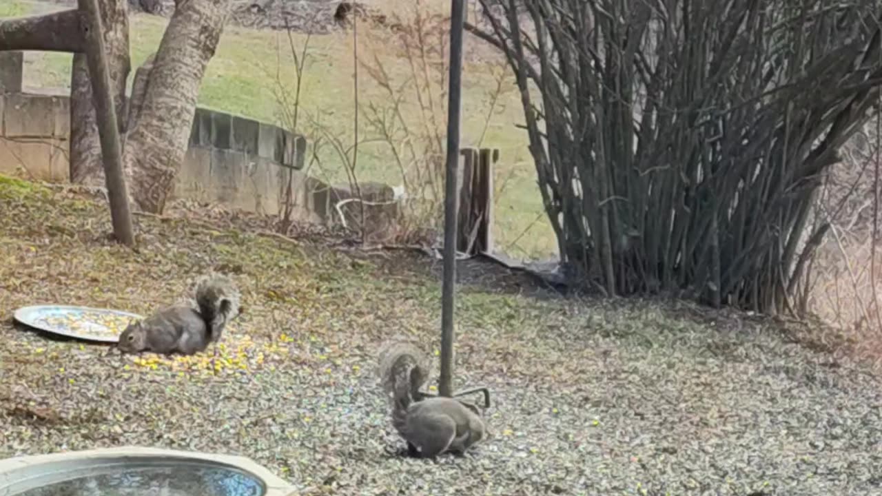 Squirrels'meal time: Some days I have 8-10 squirrels and a bunch of beautiful birds