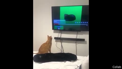 Your Daily Dose Of Internet - Funniest Animal Videos Ever (Part 2)
