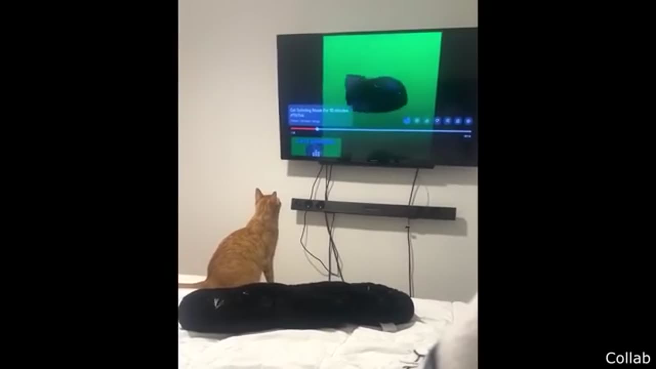 Your Daily Dose Of Internet - Funniest Animal Videos Ever (Part 2)