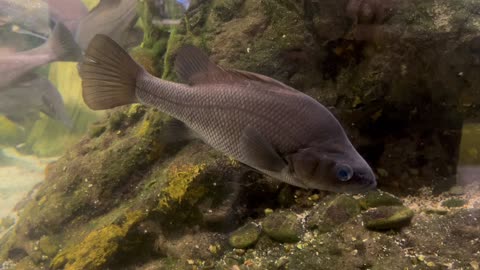 Macquarie Perch