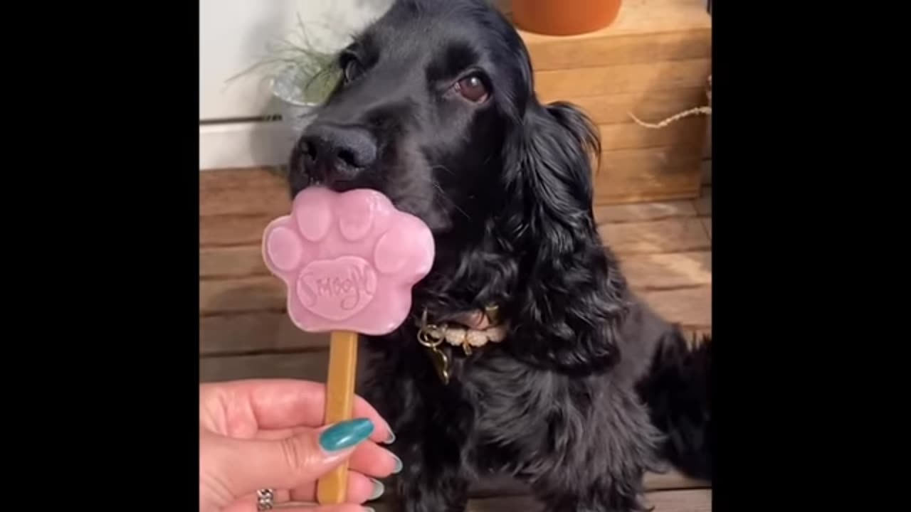 Dog eating ice-cream fanny cyut video