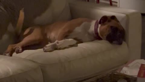 Installed a Doggie Door, Gained an Extra Dog