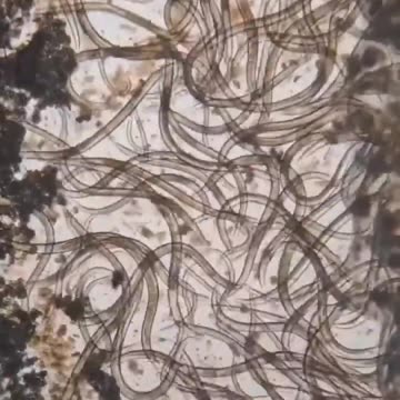 After seeing this you will NEVER look at Sushi & Pork the same way