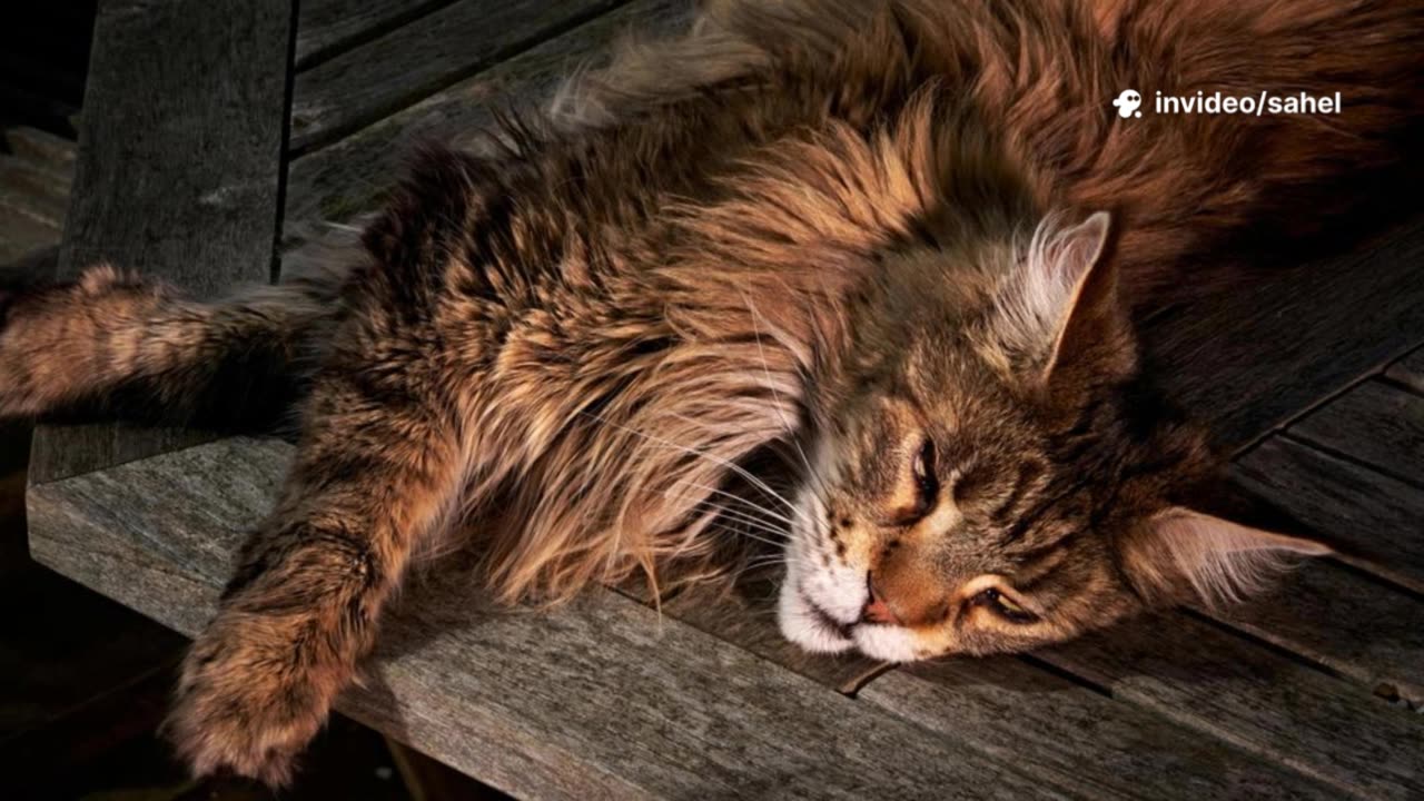 Top 10 Cats🥰