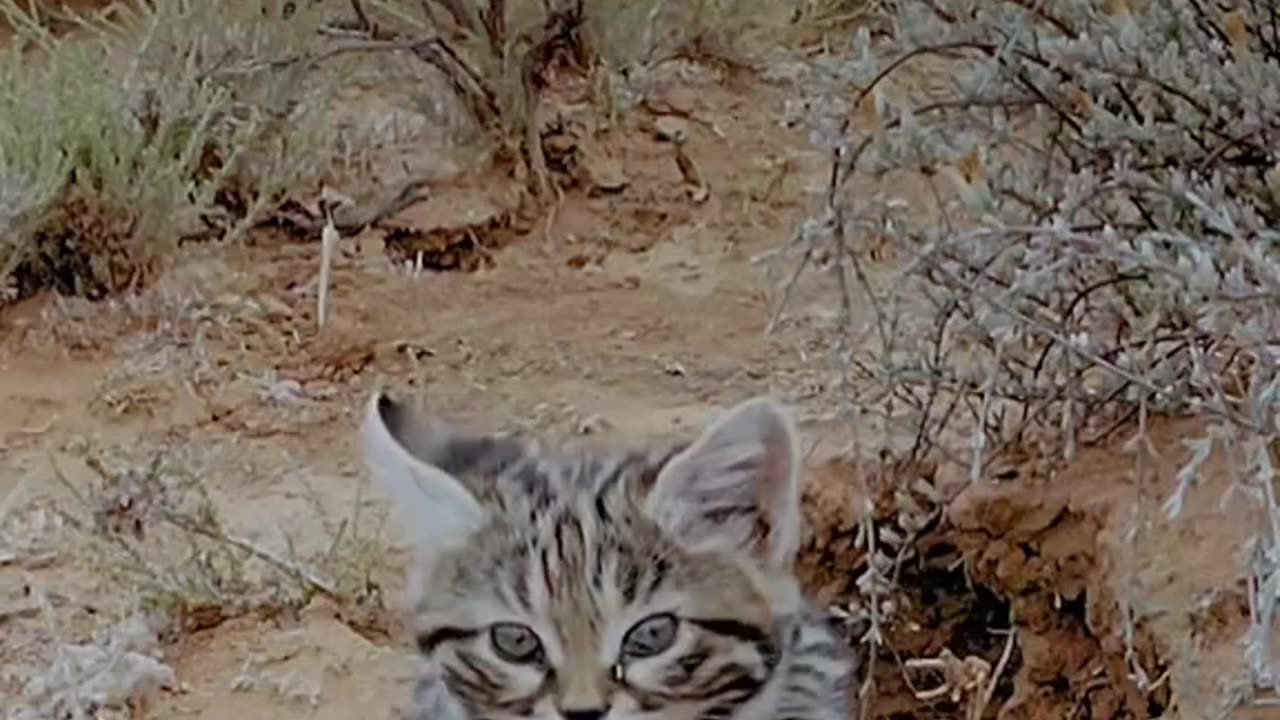 The Most Dangerous Pussy