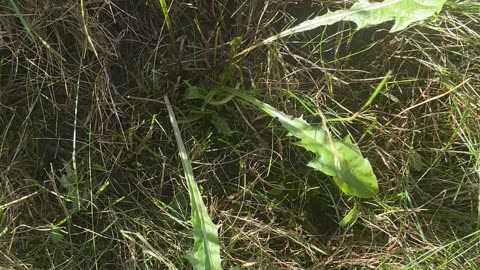 Kořen pampelišky jako zdroj inulinu a lék na rakovinu
