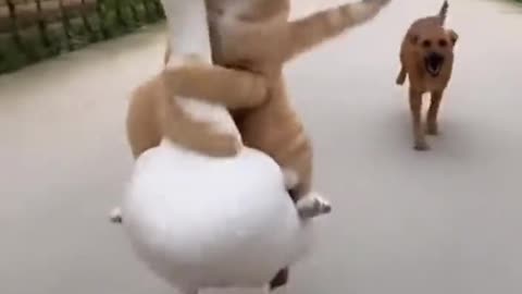 This Cat is a Pro! He's Casually Riding a Goose While a Dog Chases Him!