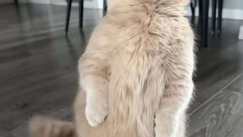 Kung Fu Cat 🐱🥋😂