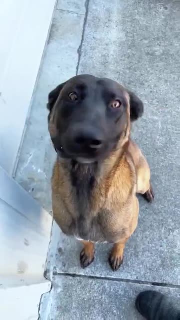 Stronger & Sharper Belgian Malinois