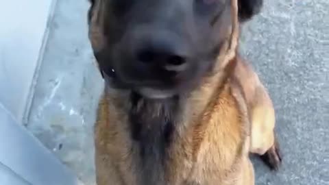 Stronger & Sharper Belgian Malinois