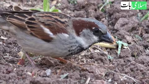 Advantage of parrots 🦜 at home