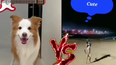 American dog / indian dog.