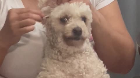 Moms and Their Crusty White Dog