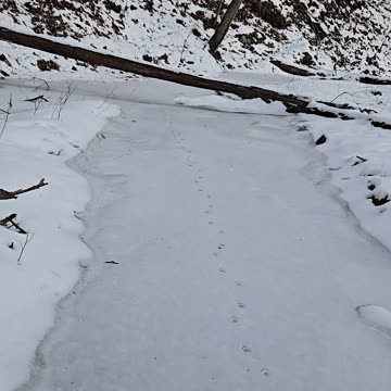Bobcat Tracks in the Snow