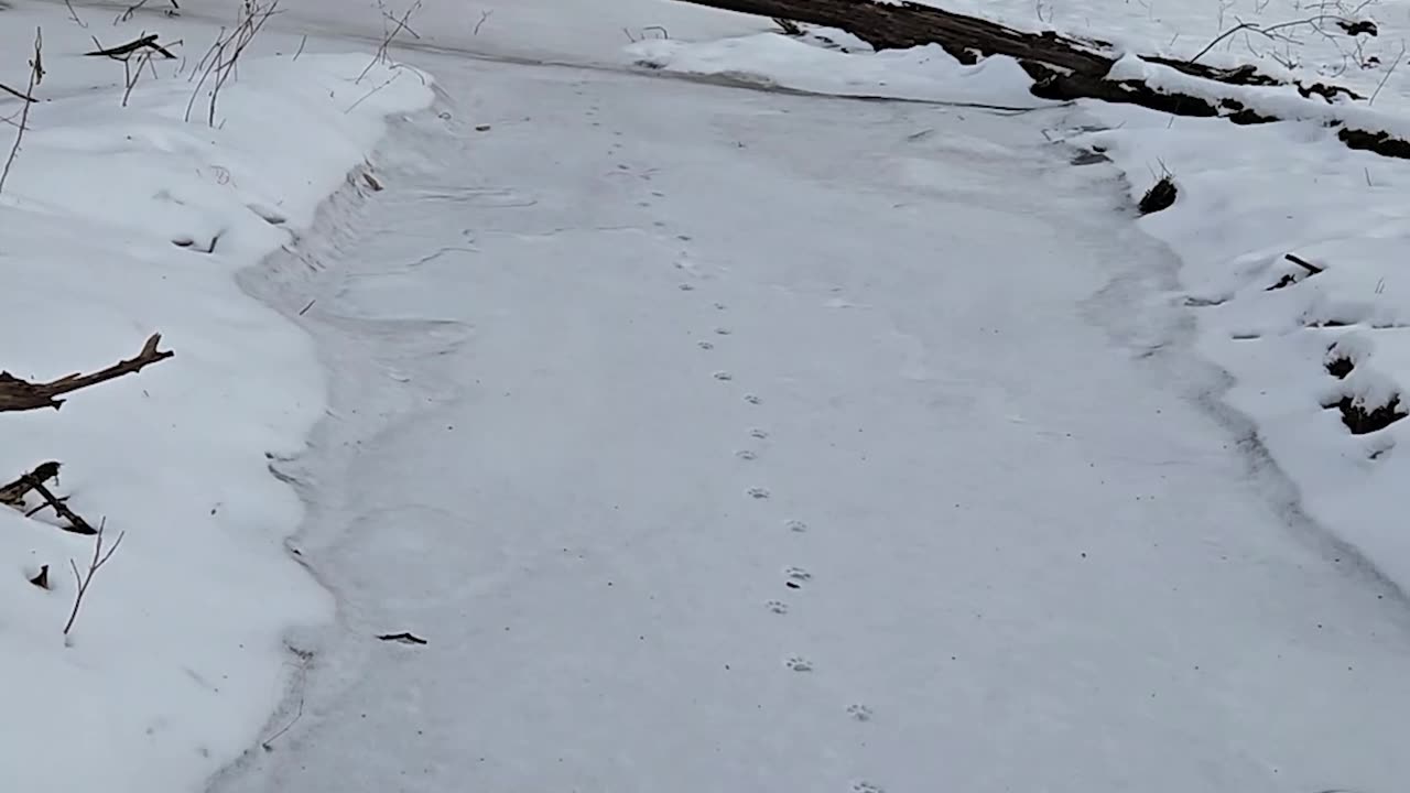 Bobcat Tracks in the Snow