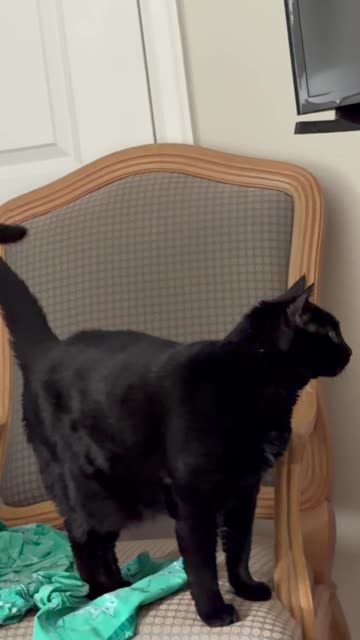 Cute Precious Piper Finishes Her Royal Duties for the Day - My Adopted Shelter Cat Vlog #shorts